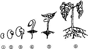 cc/各种种子发芽简笔画,简笔画种子发芽的六个过程