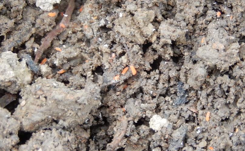 cc/泥土里的虫子图片,泥土里的长虫子叫什么