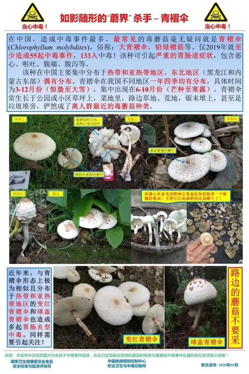 cc/贵州可食用蘑菇大全,贵州能吃的蘑菇图片大全