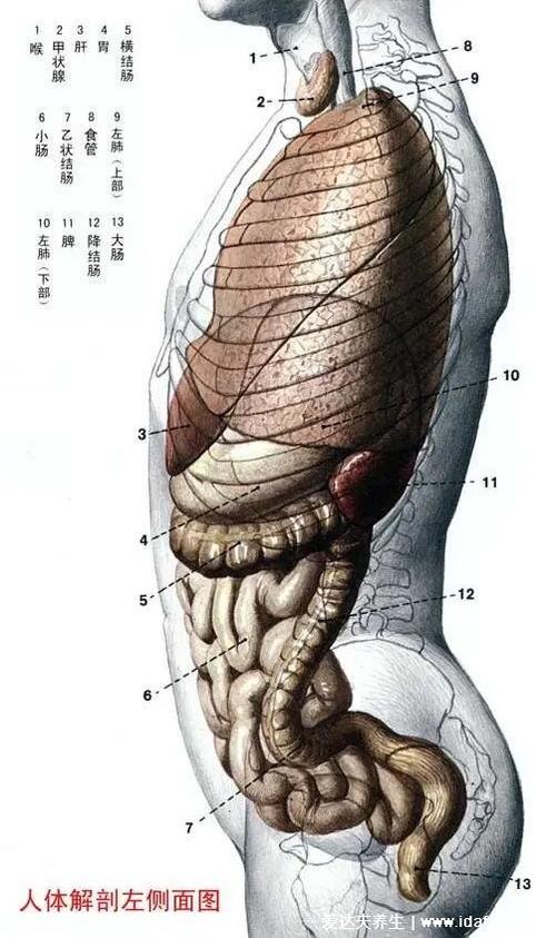 lw/人的内脏器官位置图女