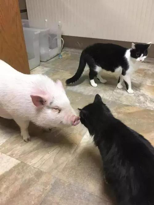 see小猫和猪,小猫和小猪是情侣吗