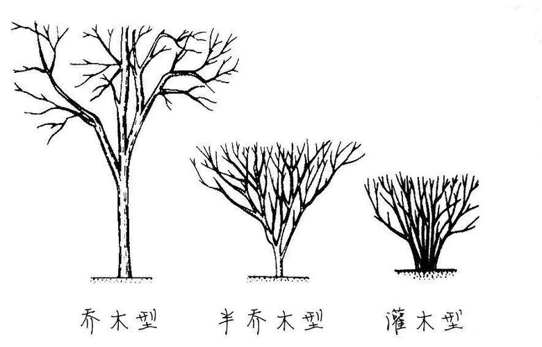 乔木与灌木的区别的相关图片