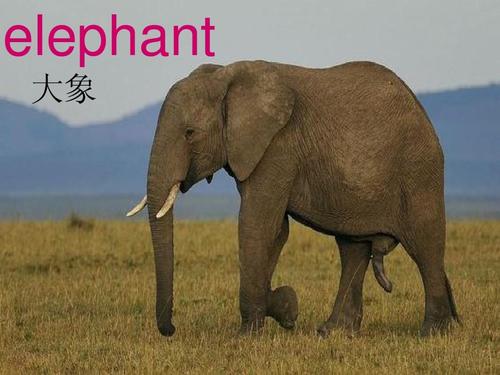 大象用英语怎么说的相关图片