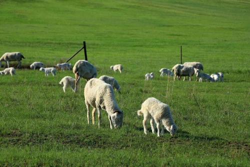 如何描写大草原的牛羊排比？的相关图片