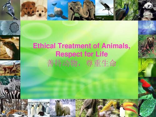 怎样尊重生命善待动物的相关图片