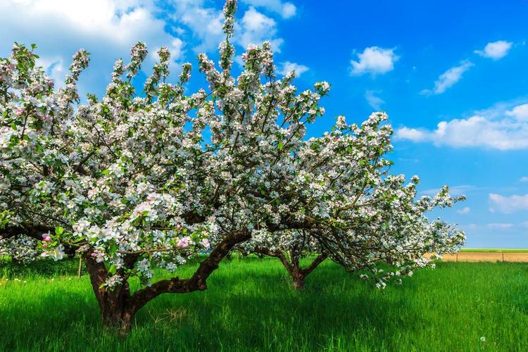 春天果树开花的顺序是什么？的相关图片
