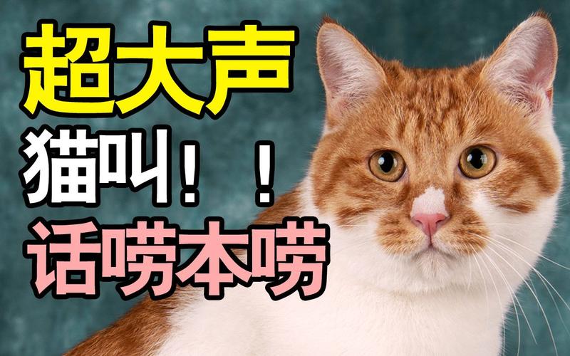 猫叫日语,猫叫用日语怎么说