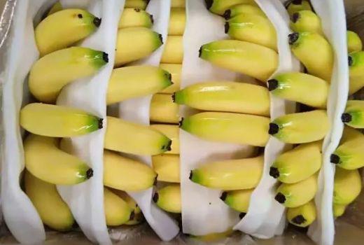生香蕉怎样催熟的相关图片
