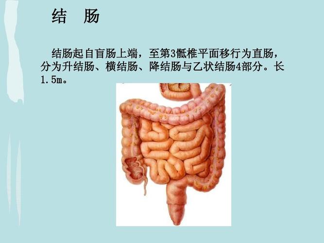 结肠的结构的相关图片