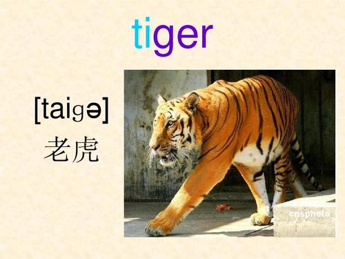 老虎的图片和老虎的英文单词,老虎的图片和老虎的英文单词怎么读