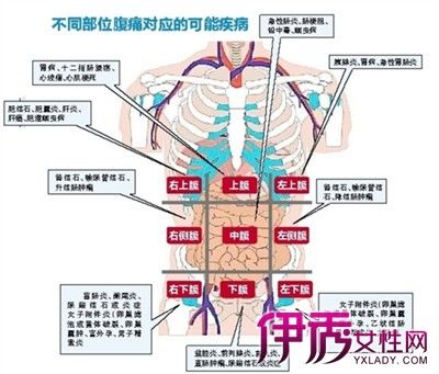 肚脐上面的位置是什么器官？的相关图片